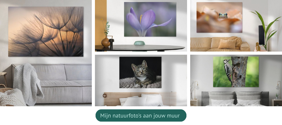 Mijn natuurfoto's aan jouw muur. Bekijk de mogelijkheden hier.